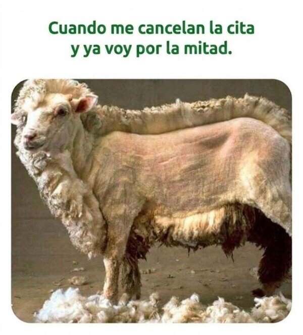 cita,oveja,esquilar,afeitar