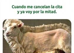 Enlace a A medio esquilar