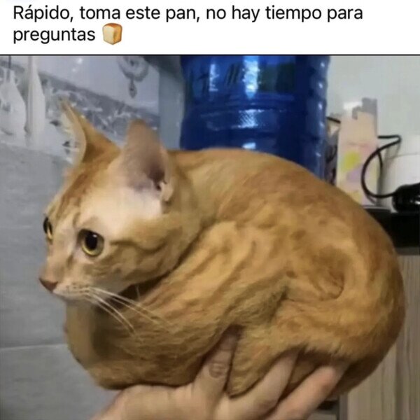 pan,gato,wtf