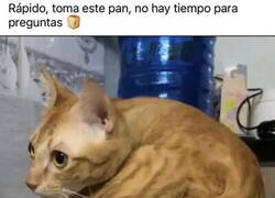 Enlace a El pan gato