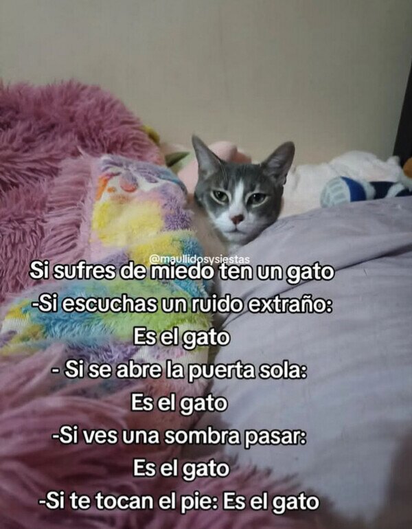 gato,culpa