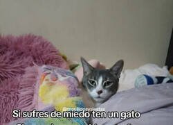Enlace a Todo es culpa del gato