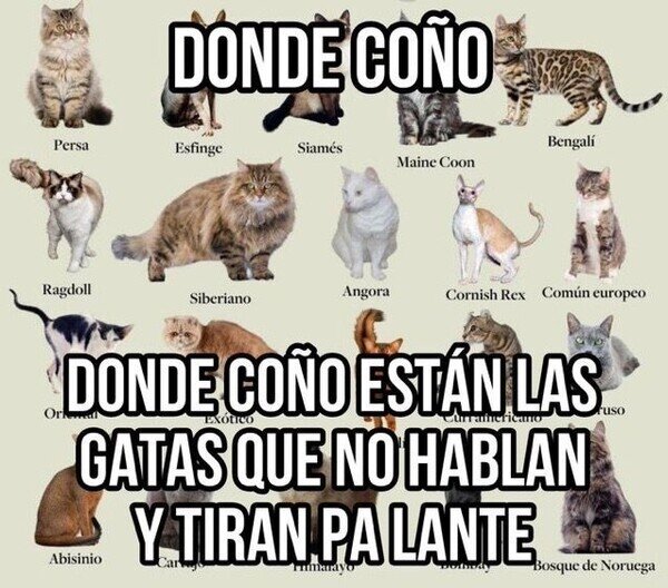 Meme_otros - ¿Dónde están?