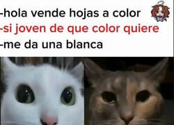 Enlace a También es un color