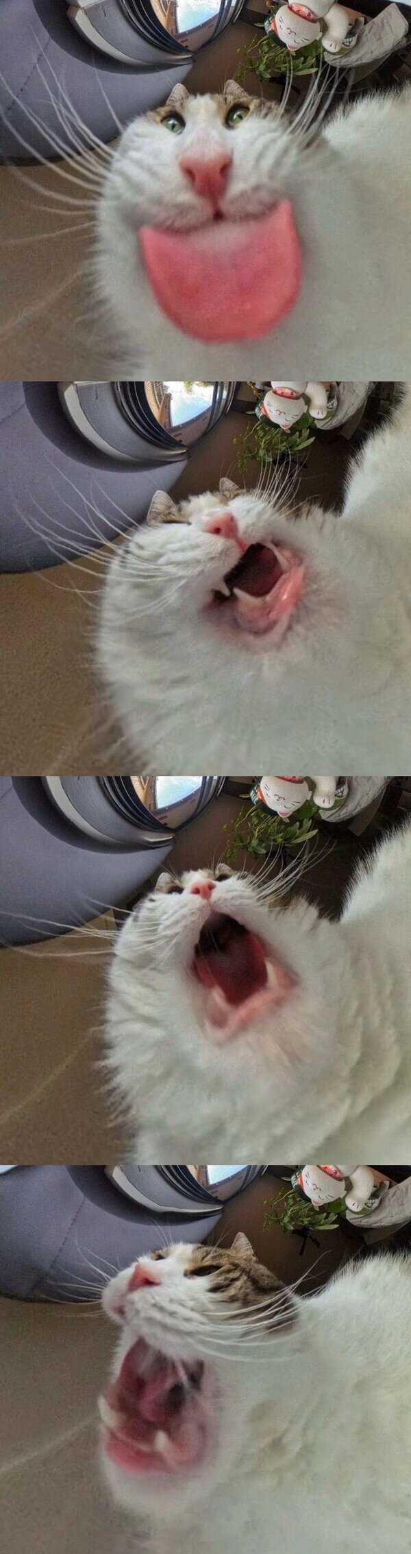 Otros - Instalé una cámara en el comedero de gatos y estos son los resultados capturados