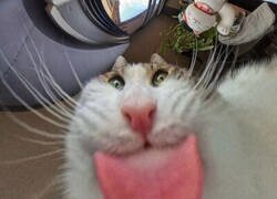 Enlace a Instalé una cámara en el comedero de gatos y estos son los resultados capturados