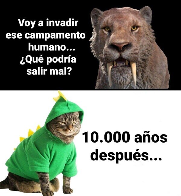 dientes de sable,gato,domesticado