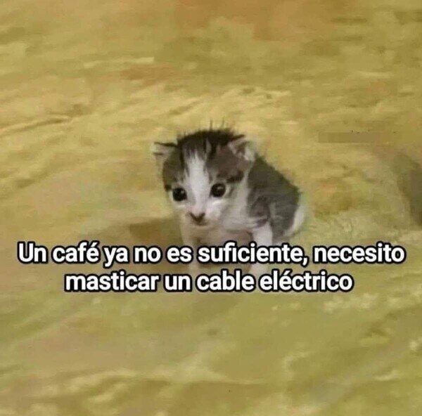 gatito,cable,electricidad,caf&eacute;,masticar