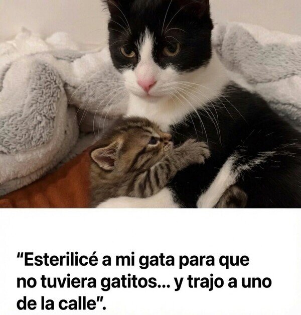 Otros - Esterilicé a mi gata para evitar gatitos... y me trajo uno del Carrefour, por @bjs_alejo2