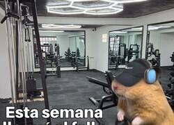 Enlace a Me voy a poner todo mazado