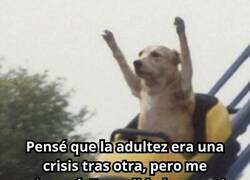 Enlace a Ánimo, raza
