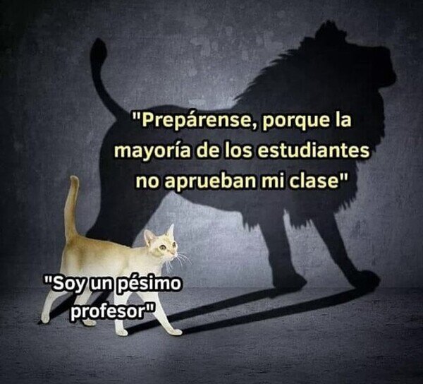gato,p&eacute;simo,malo,estudios