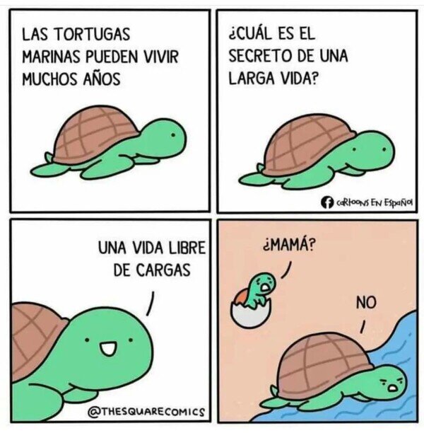 Otros - Las tortugas marinas descubrieron el work-life balance antes que nosotros y mira cómo nos va