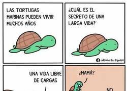 Enlace a Las tortugas marinas descubrieron el work-life balance antes que nosotros y mira cómo nos va