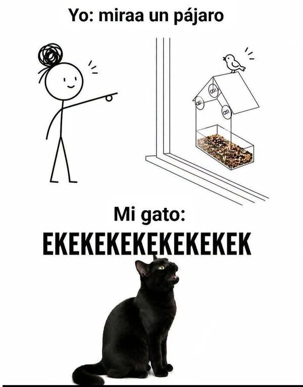 gato,p&aacute;jaro,jaula,risa,casa