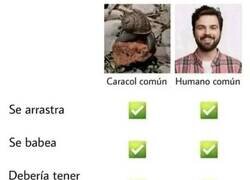 Enlace a No somos más que los caracoles