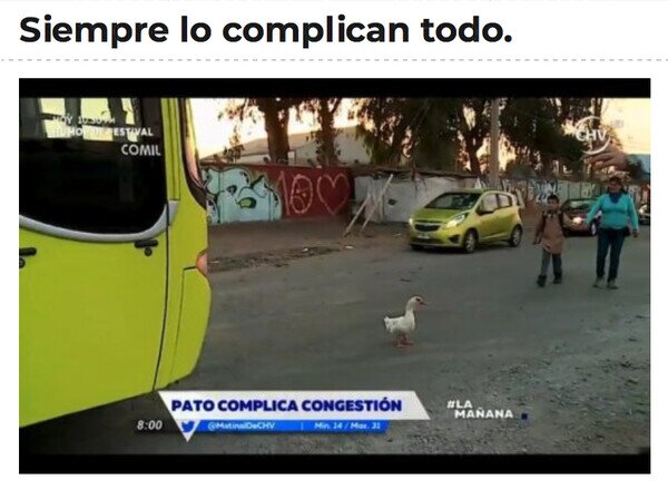 Otros - Maldito pato