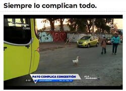 Enlace a Maldito pato