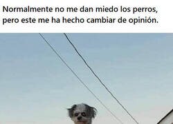 Enlace a Este perro sí que asusta