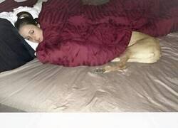 Enlace a Mi novia es un perro