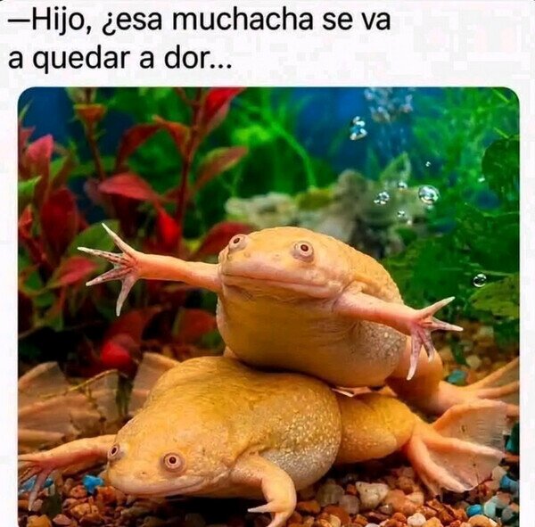 Meme_otros - Pillados