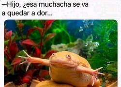 Enlace a Pillados