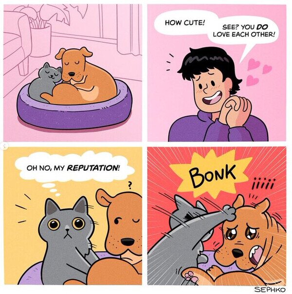 Meme_otros - Los gatos tienen una imagen que dar