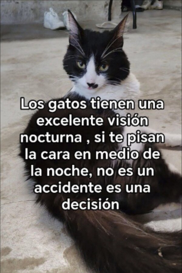 Meme_otros - Los gatos no dejan nada al error