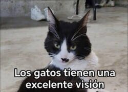 Enlace a Los gatos no dejan nada al error