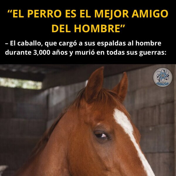 Otros - ¿Qué pensará el caballo?