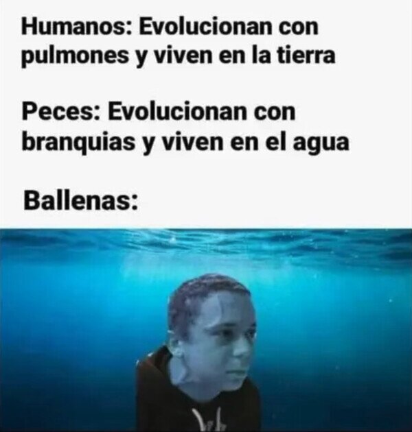 Meme_otros - Se quedaron a mitad de camino