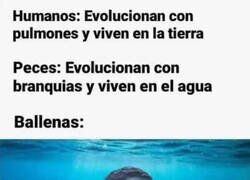 Enlace a Se quedaron a mitad de camino