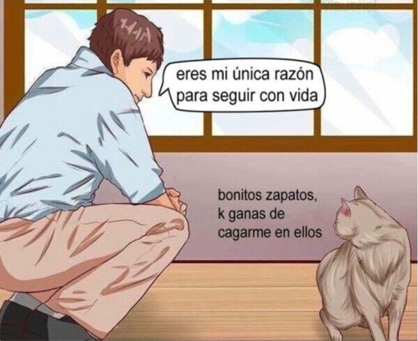 amor,gato,humano,zapatos