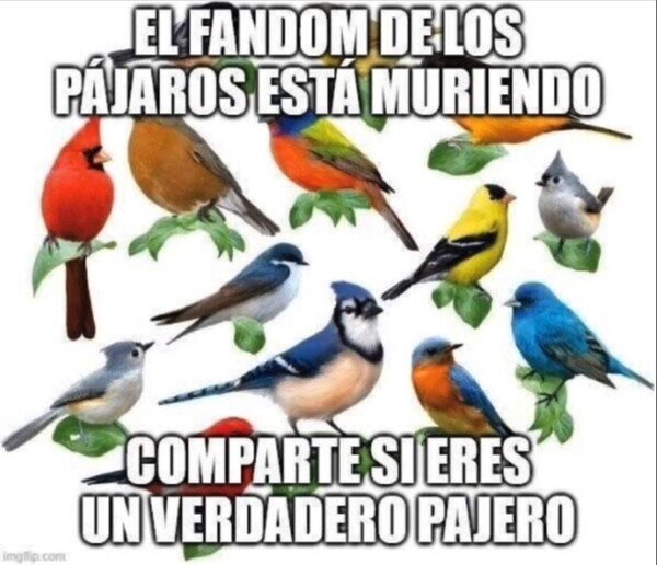 Otros - ¿Eres fan de los pájaros?