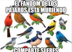 Enlace a ¿Eres fan de los pájaros?