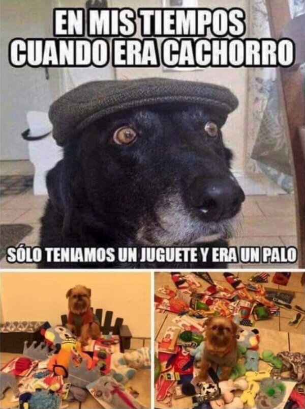 Meme_otros - Los perros de hoy en día están muy mimados