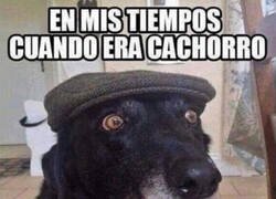 Enlace a Los perros de hoy en día están muy mimados