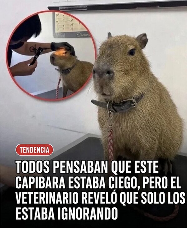 Meme_otros - No es ciego, es un troll