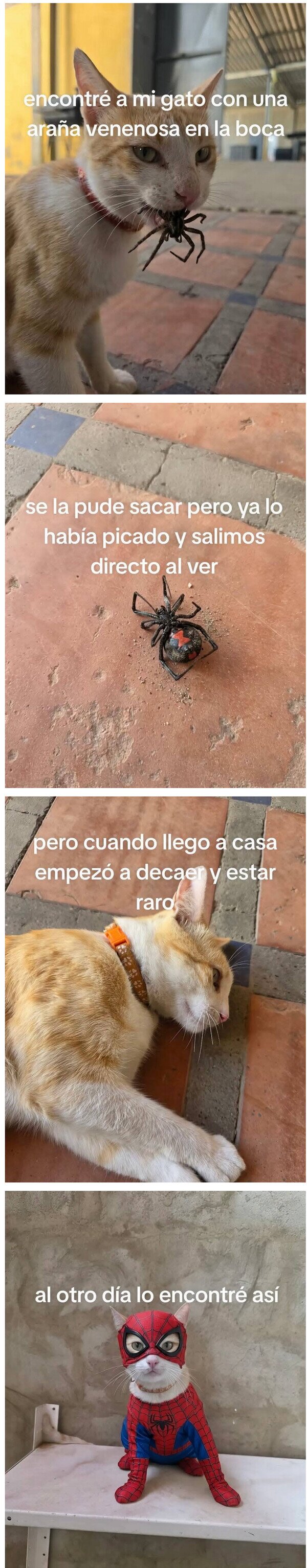 Meme_otros - A mi gato le picó una araña