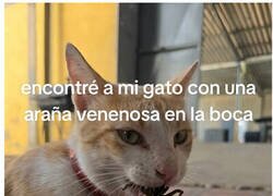 Enlace a A mi gato le picó una araña