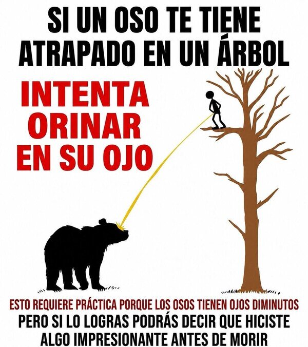 consejo,oso,mear,ojo