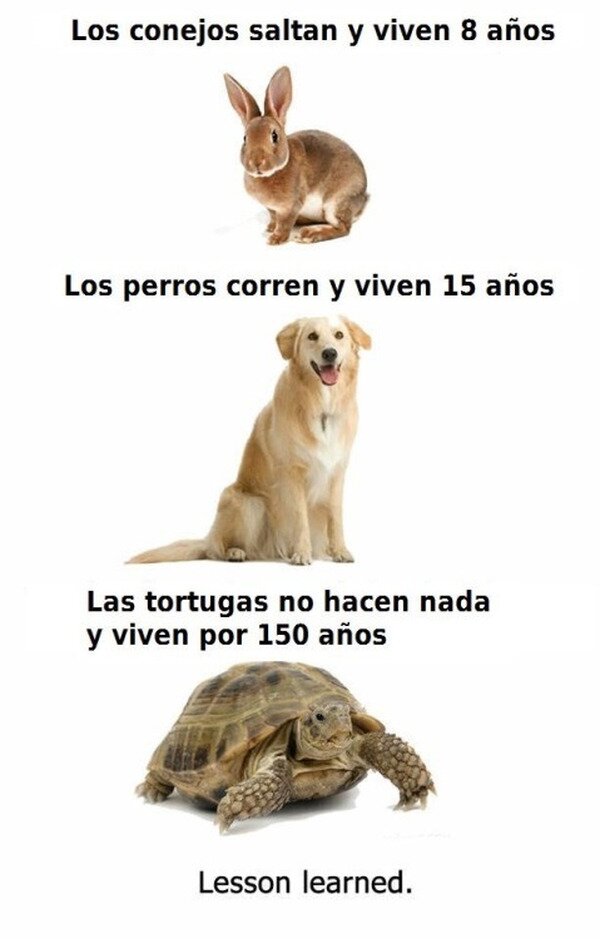 animales,tortuga,vida,a&ntilde;os