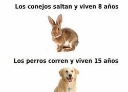 Enlace a Los animales me enseñaron una lección