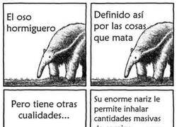 Enlace a La cualidades del oso hormiguero