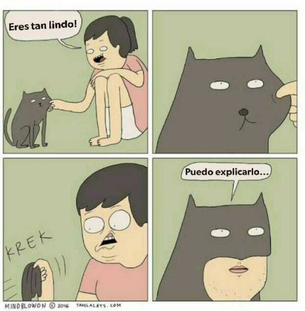 gato,cara,wtf