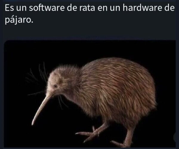 kiwi,rata,p&aacute;jaro,animal