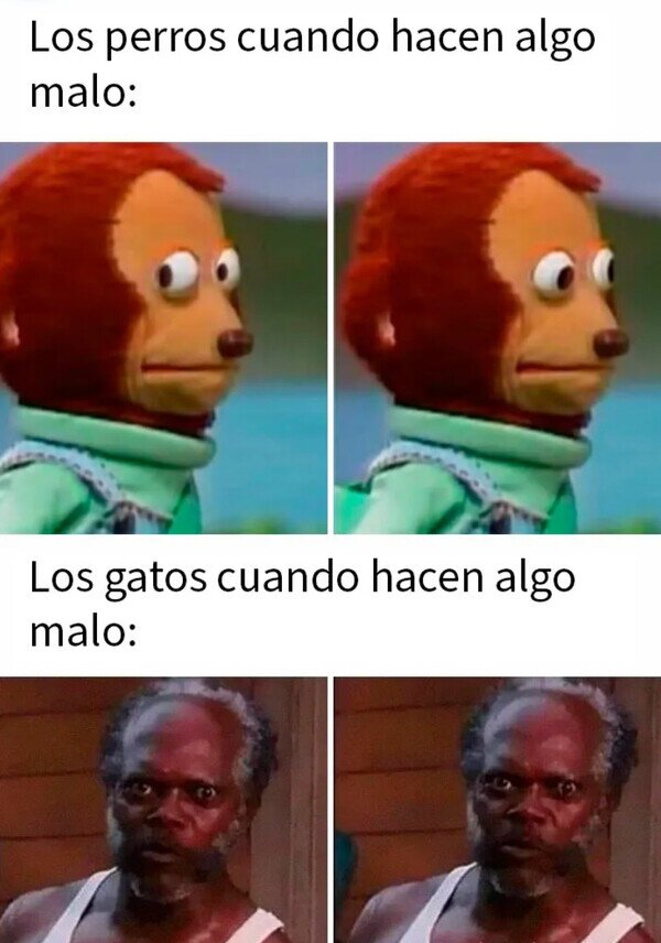 Meme_otros - Los gatos te miran a la cara