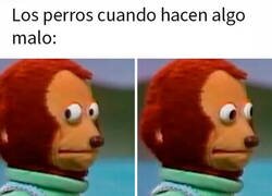 Enlace a Los gatos te miran a la cara