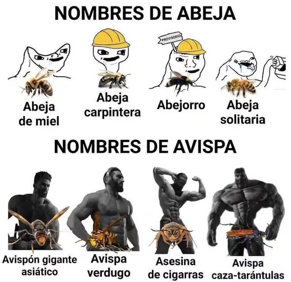abejas,avispas,nombres