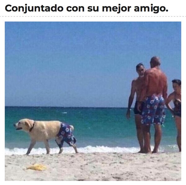 amigo,perro,playa,ba&ntilde;ador